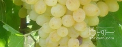 فروش انگور سفید