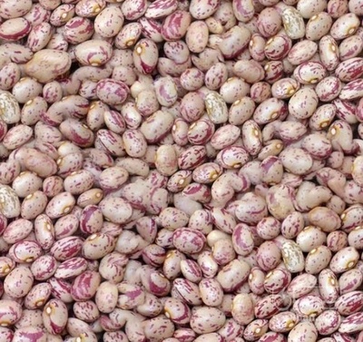 فروش لوبیا چیتی