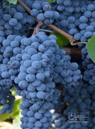 فروش انگور شانی