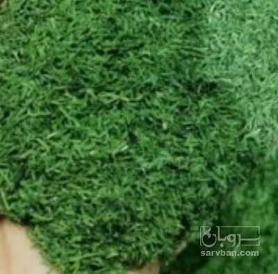 فروش شوید خشک (گیاه‌ دارویی)