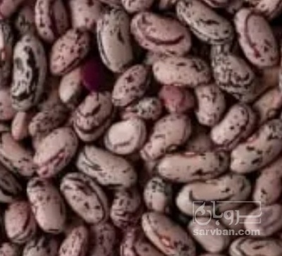 فروش لوبیا چیتی