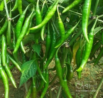 فروش فلفل قلمی