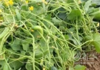 فروش خیار تره باری