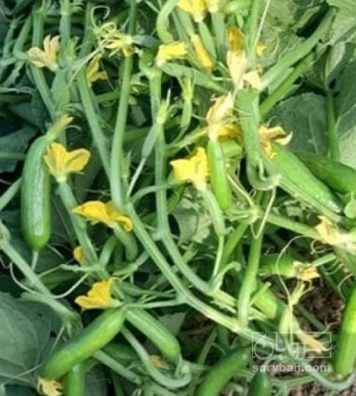 فروش خیار خیار شوری