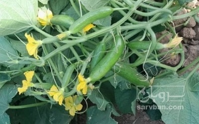 فروش خیار سالادی