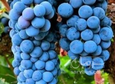 فروش انگور شانی