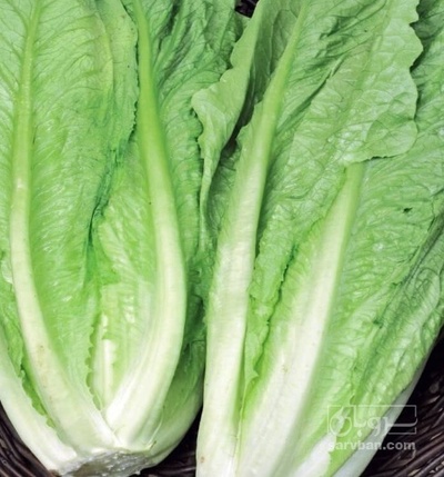 فروش کاهو متری