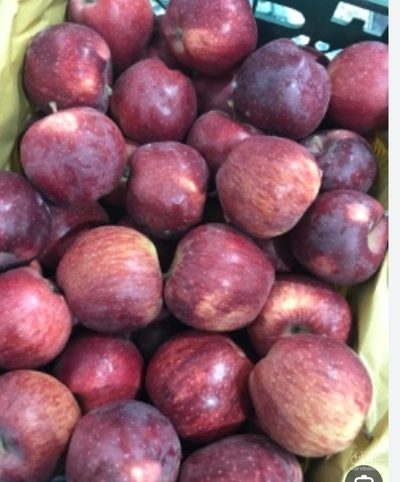 فروش سیب قرمز