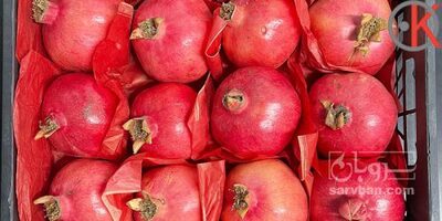 فروش انار