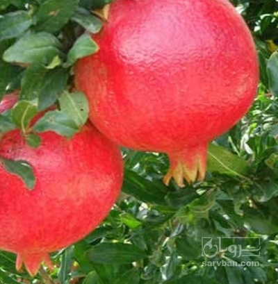 فروش انار صادراتی