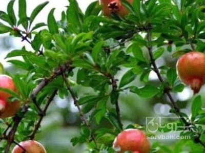 فروش انار توری