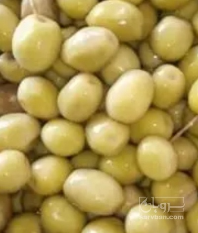 فروش زیتون ویژه