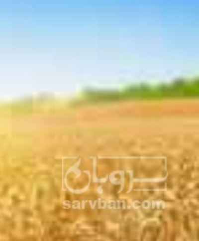 فروش گندم