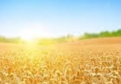 فروش گندم