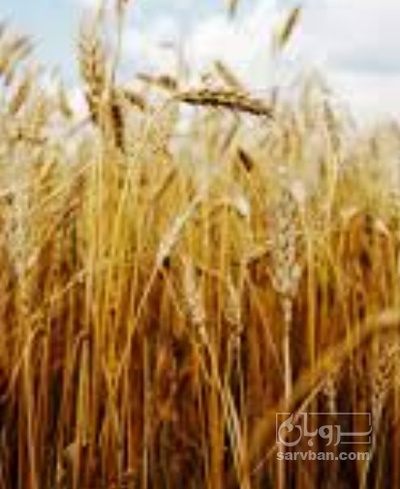 فروش گندم
