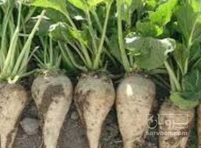 فروش چغندر قند