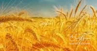 فروش گندم