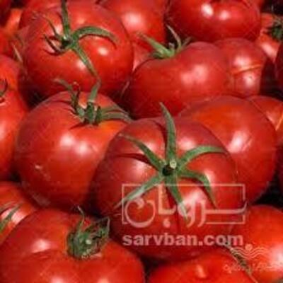 فروش گوجه فرنگی ربی