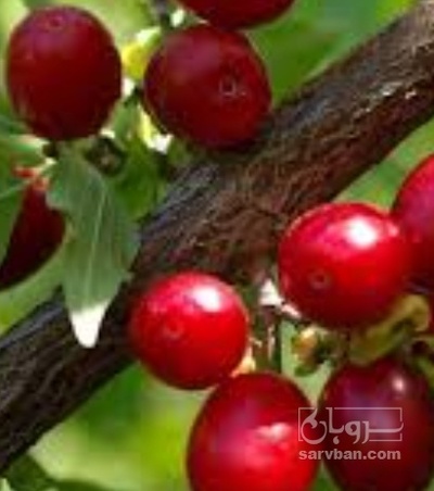 فروش زغال اخته