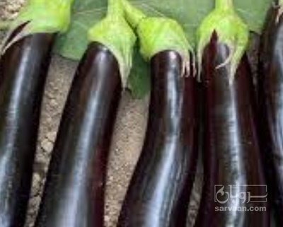 فروش بادمجان