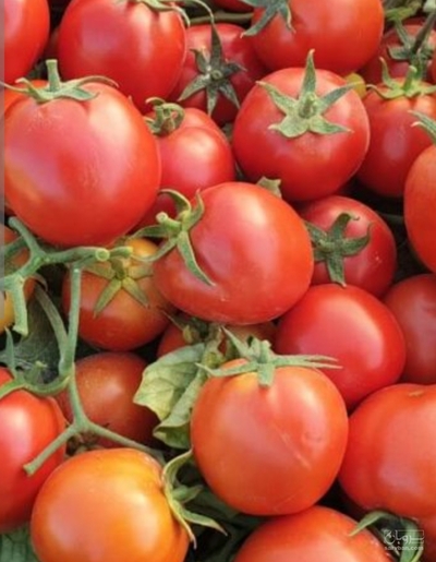 فروش گوجه فرنگی