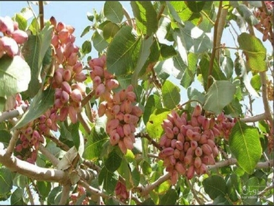 فروش پسته قزوینی