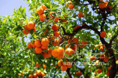 فروش پرتقال
