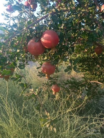 فروش انار