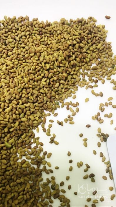 فروش بذر یونجه