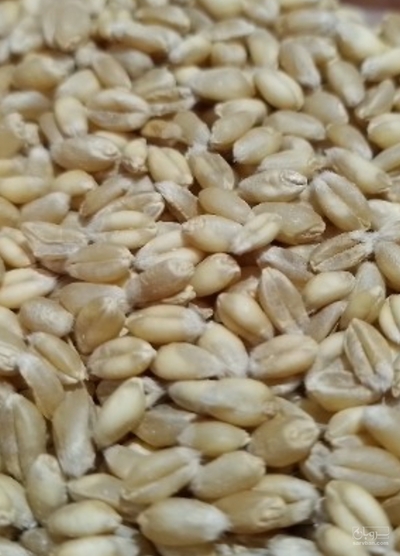 فروش گندم