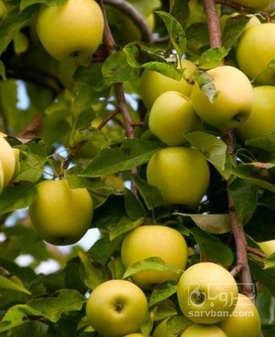 فروش سیب زرد