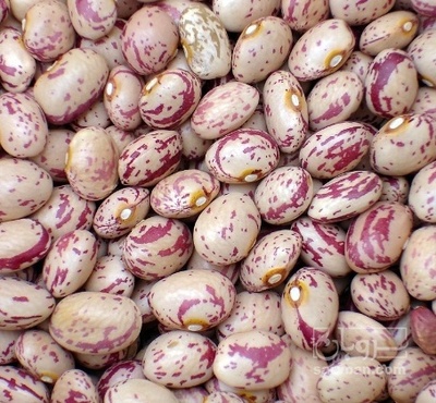 فروش لوبیا چیتی