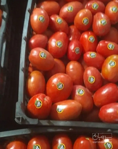 فروش گوجه فرنگی 4129