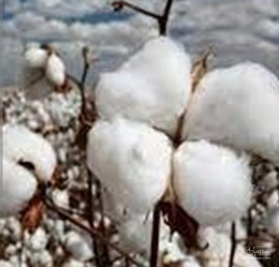 فروش پنبه