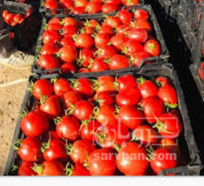 فروش گوجه فرنگی