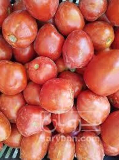 فروش گوجه فرنگی