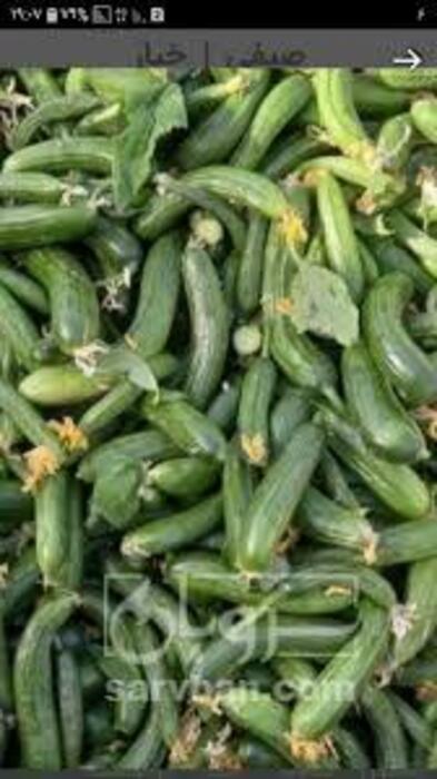 فروش خیارخیارشوری