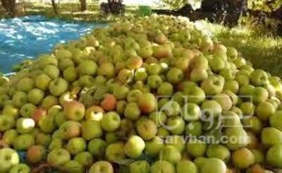 فروش سیب ضایعاتی