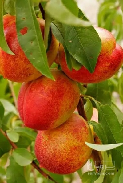 فروش شلیل