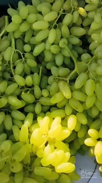 فروش انگور پیکامی