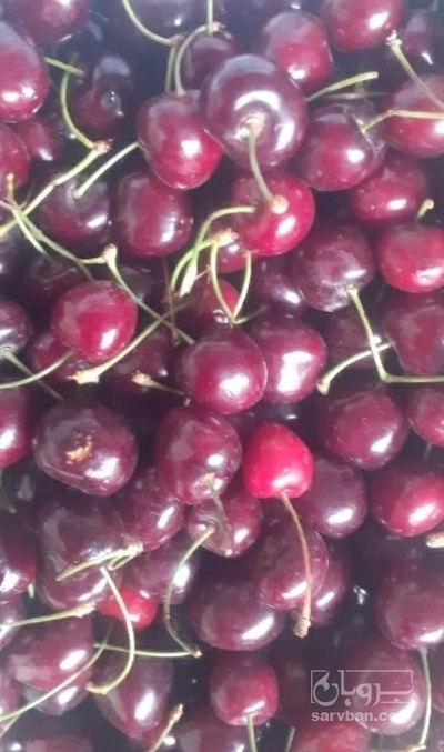 فروش گیلاس
