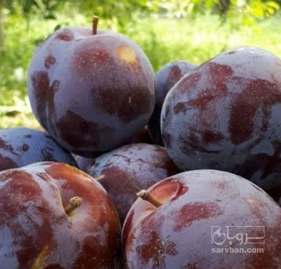 فروش آلو کالیفرنیا