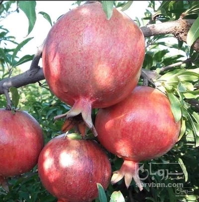 فروش انار