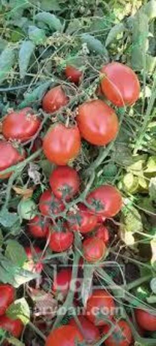 فروش گوجه فرنگی