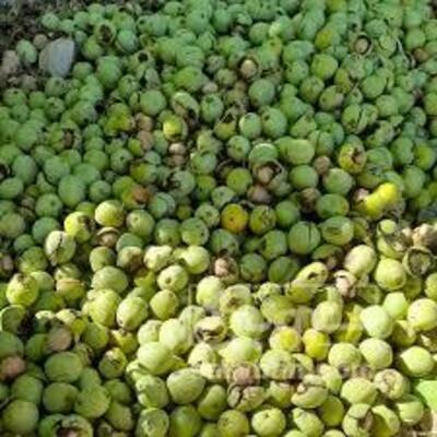 فروش گردوبا پوست سبز