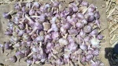 فروش سیربذری