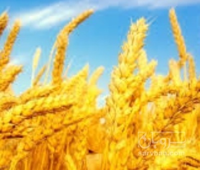 فروش گندم