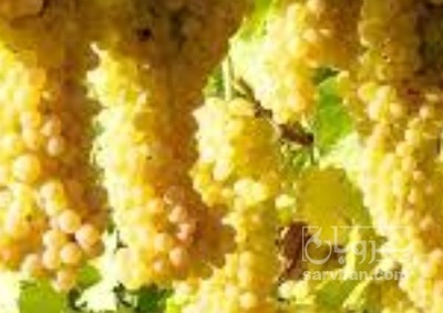 فروش انگور