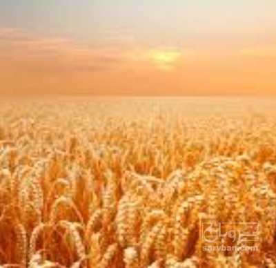 فروش گندم
