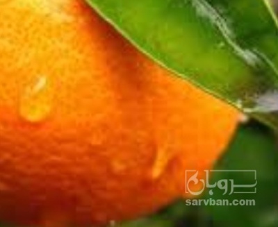 فروش نارنج